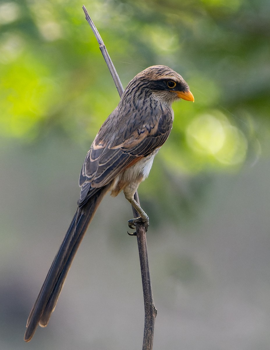 Yellow-billed Shrike - ML616913591