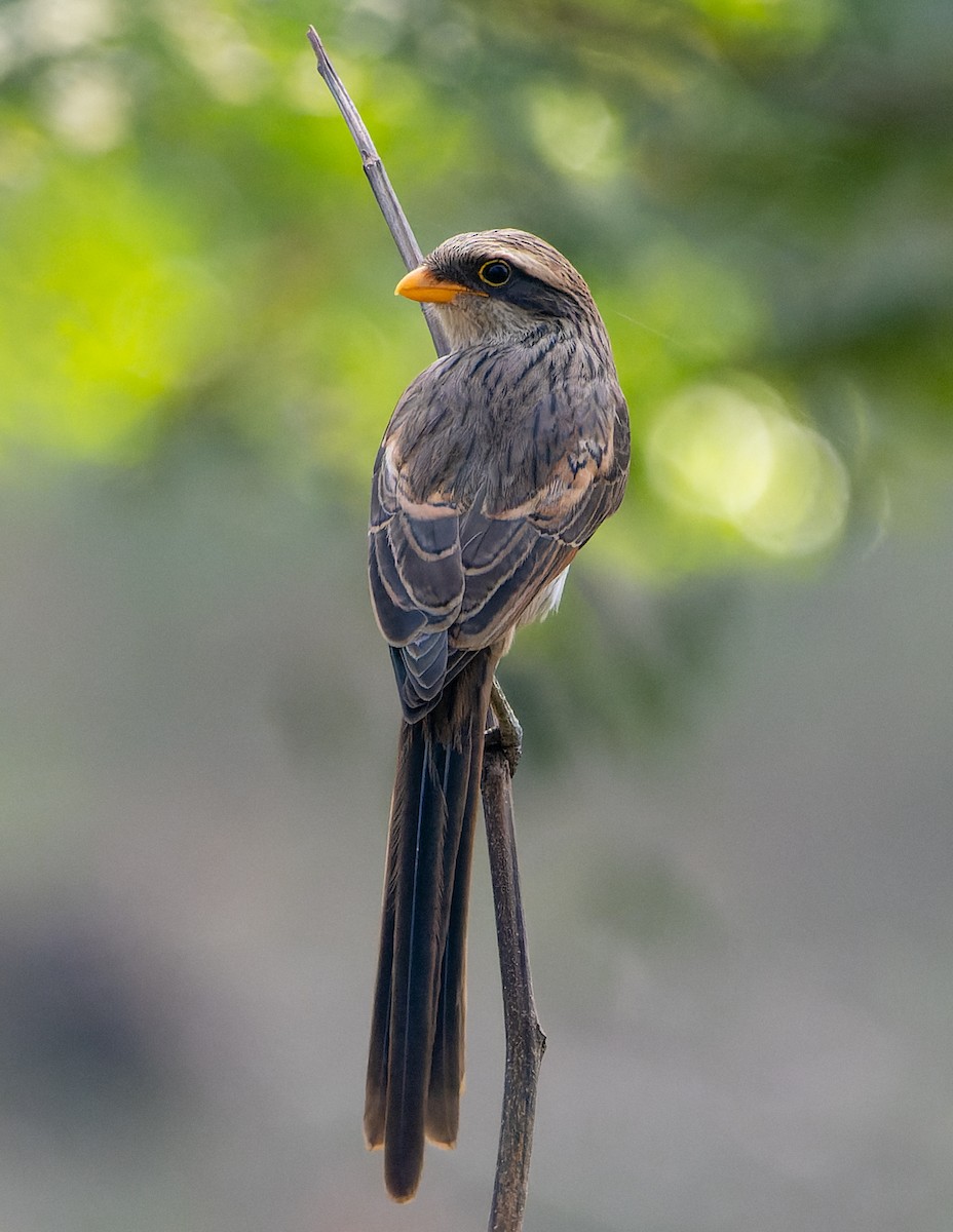 Yellow-billed Shrike - Magnus Andersson