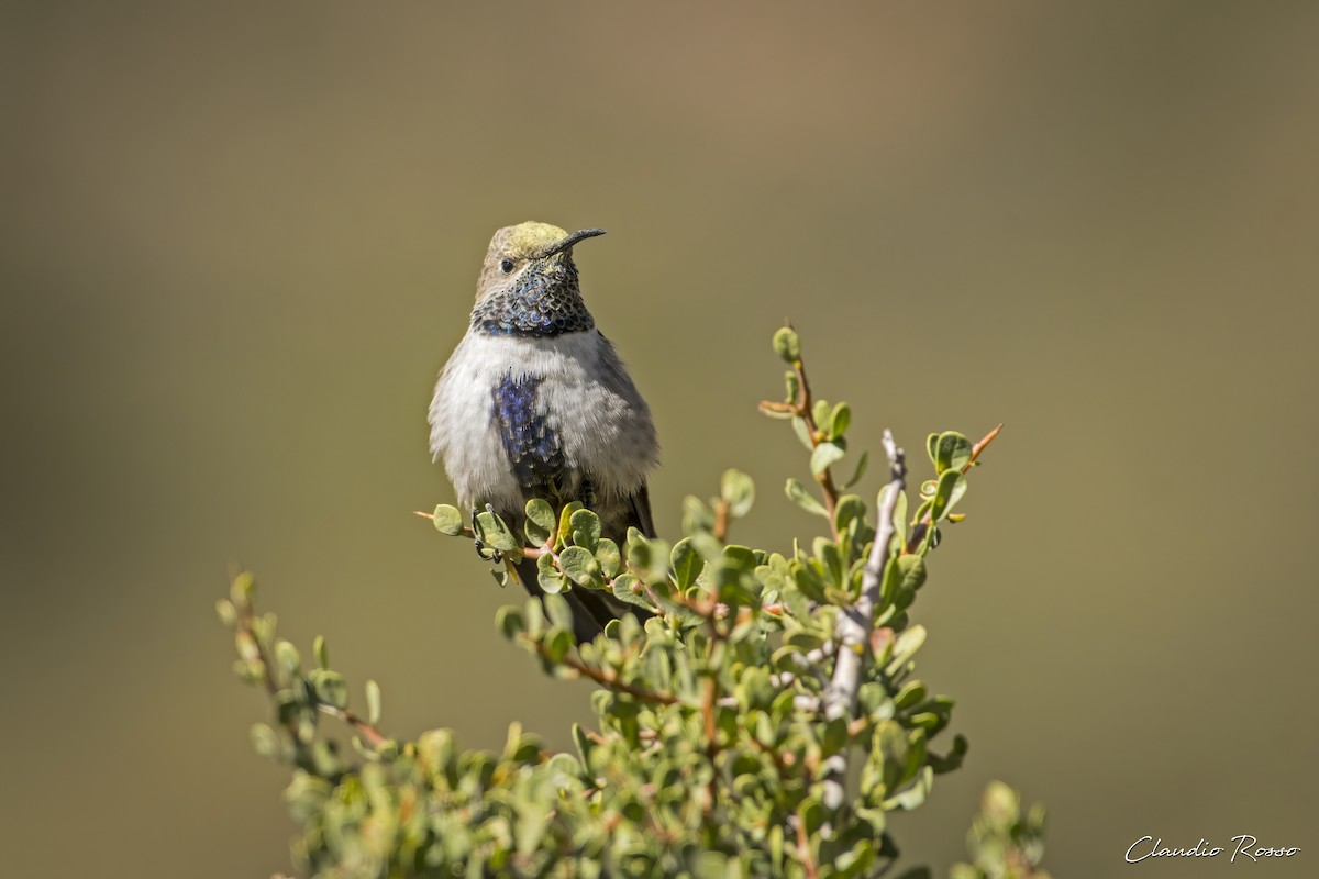 White-sided Hillstar - Claudio Rosso