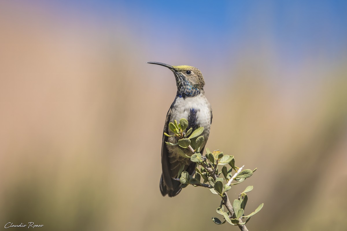 White-sided Hillstar - ML616913662