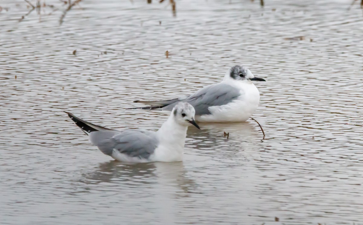 Bonaparte's Gull - ML616913704