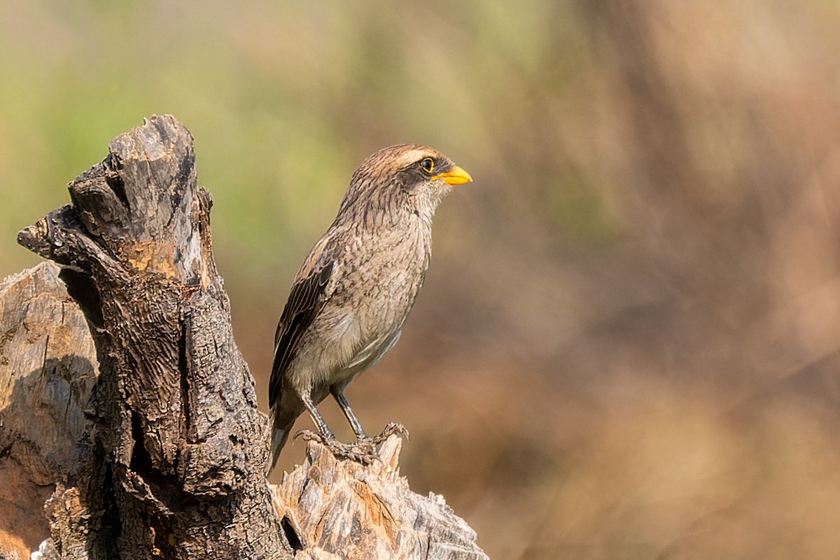 Yellow-billed Shrike - Magnus Andersson