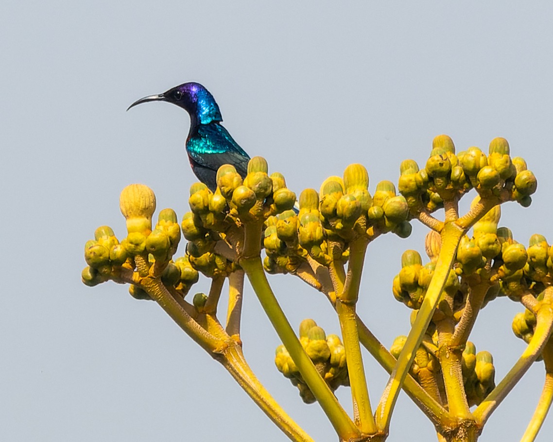 Splendid Sunbird - ML616913720