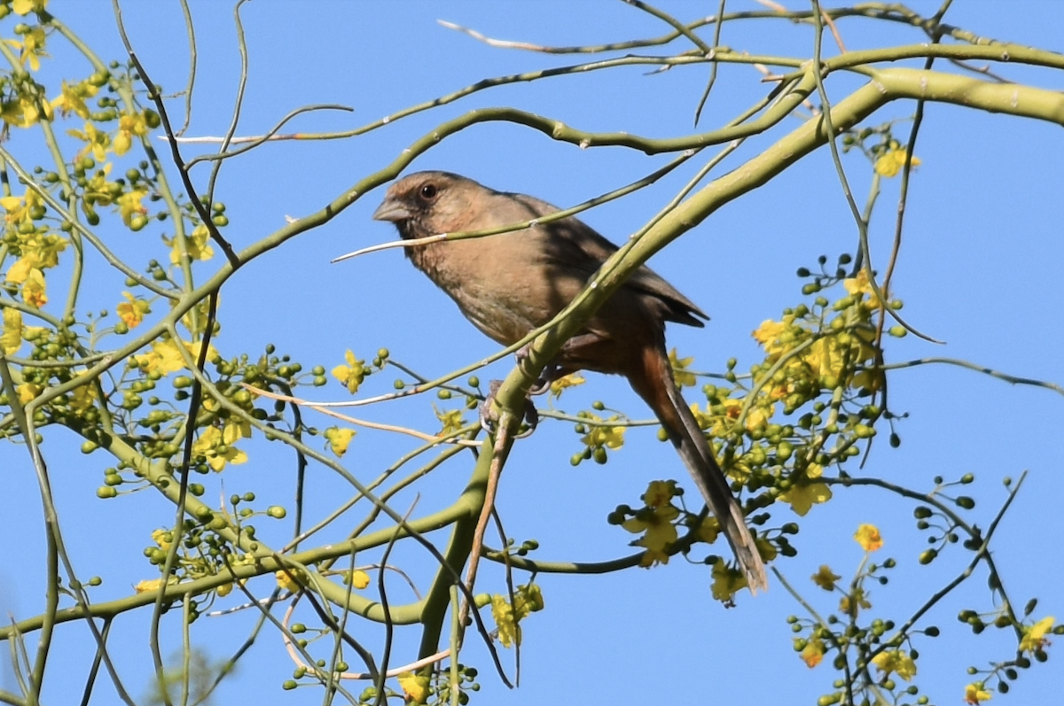 Abert's Towhee - ML616913784