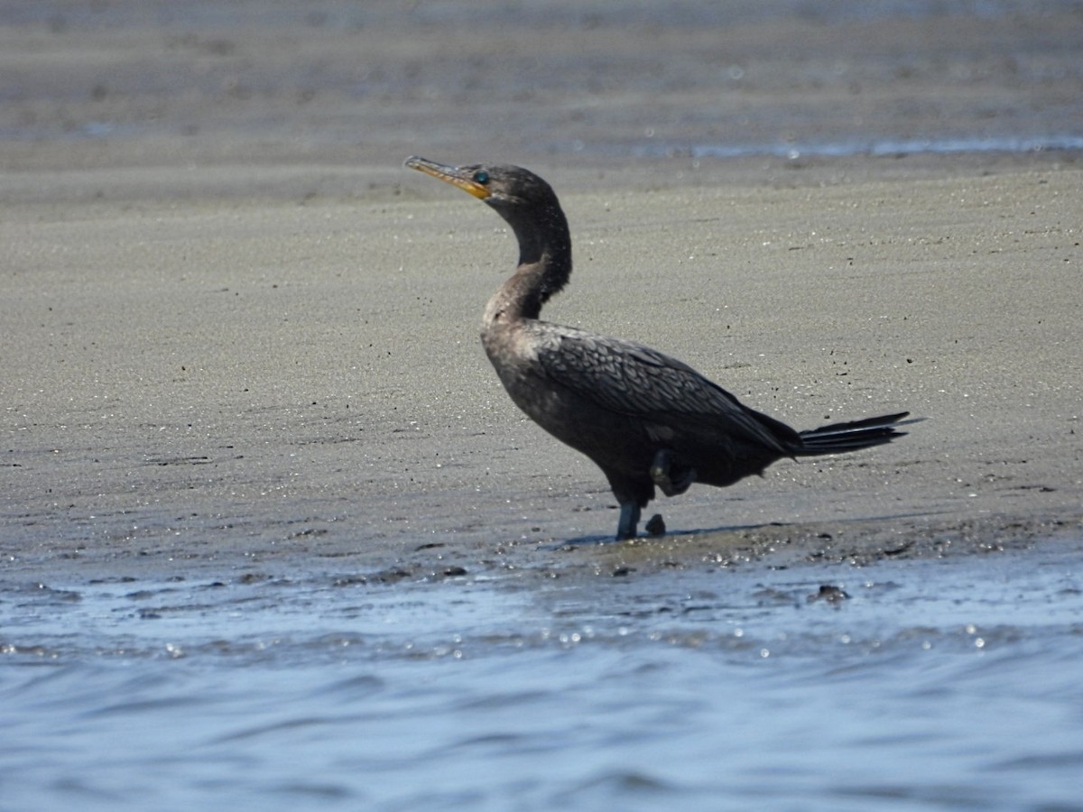 Neotropic Cormorant - ML616913796