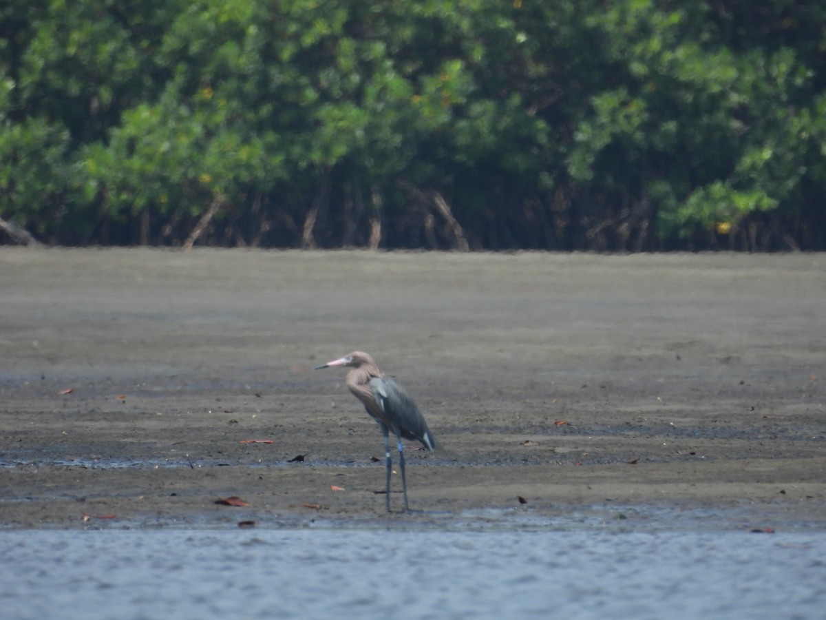 Reddish Egret - ML616913846