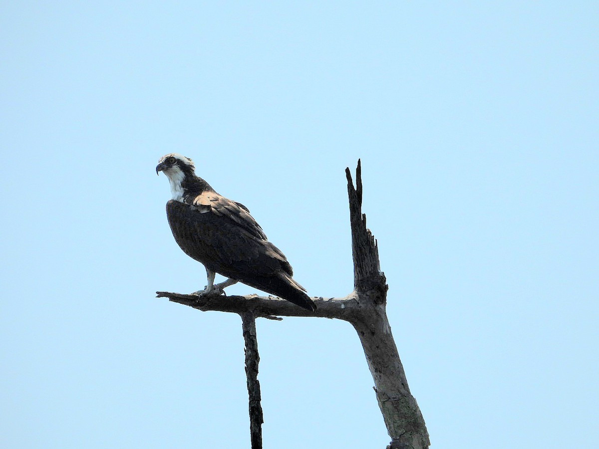 Águila Pescadora - ML616913921