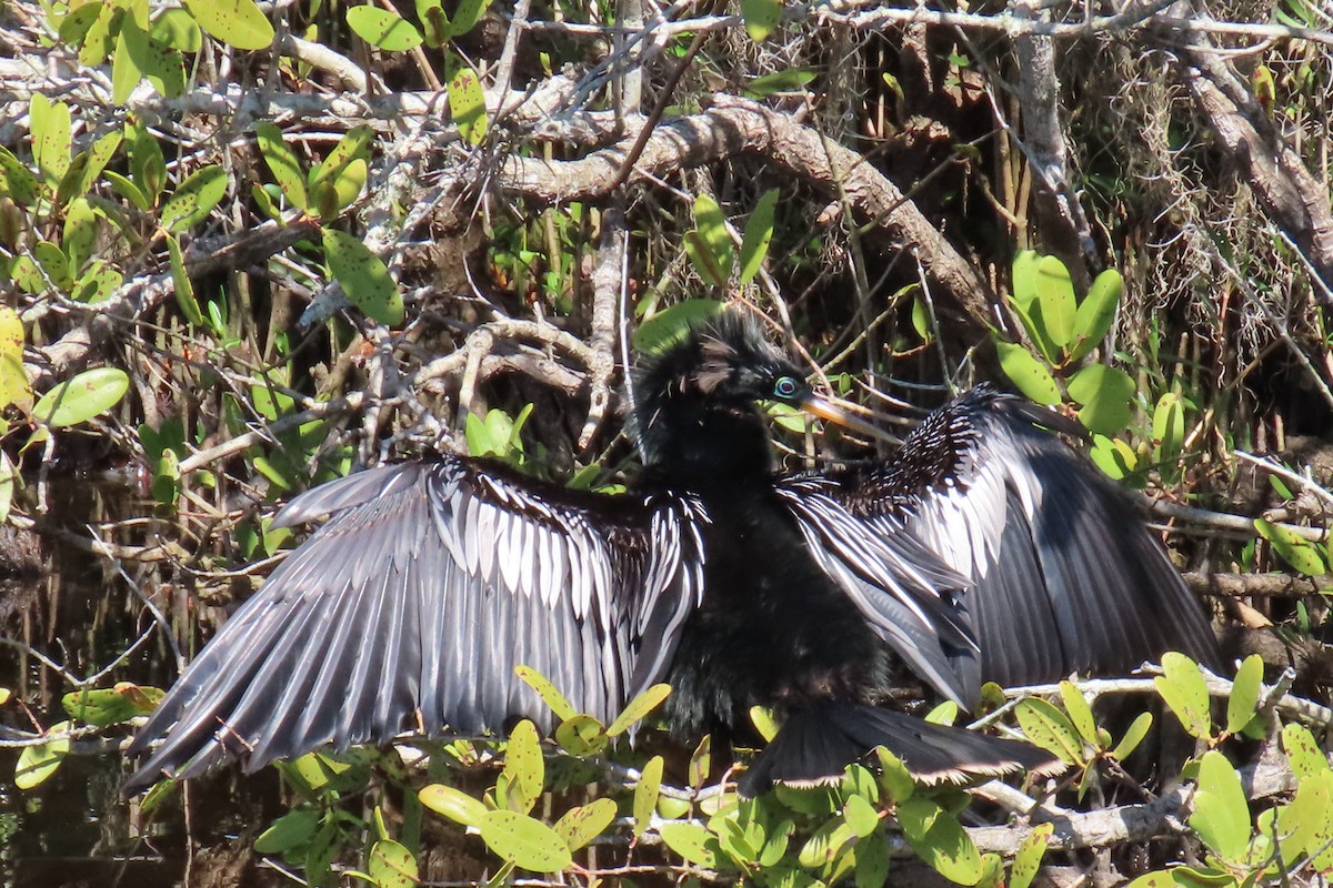 Anhinga - ML616913923