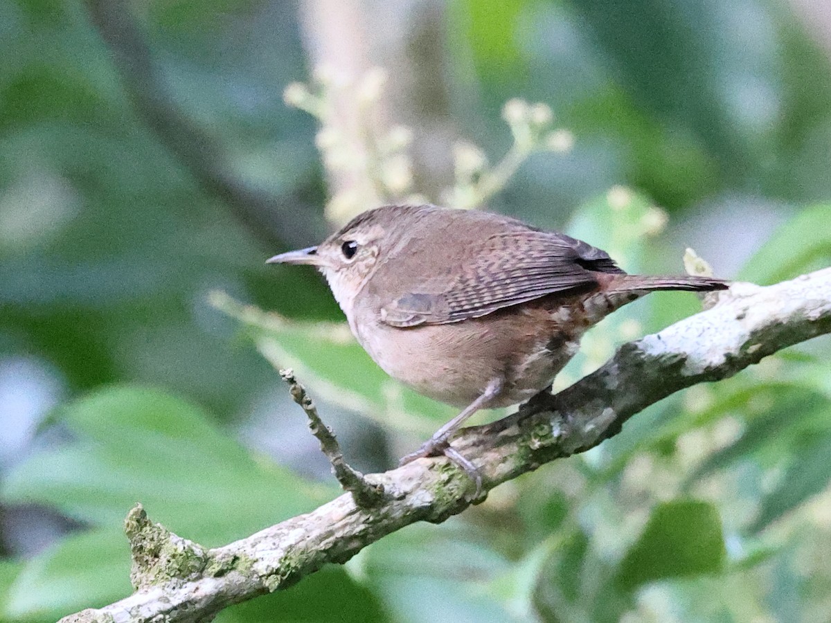 House Wren - ML616913955