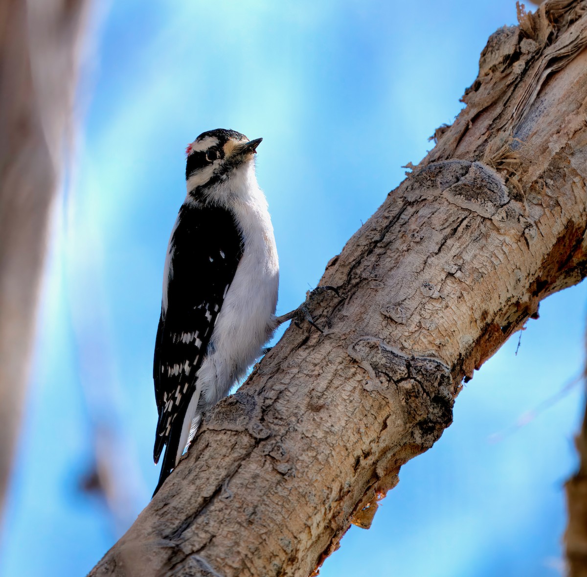 Downy Woodpecker - Julie Schneider