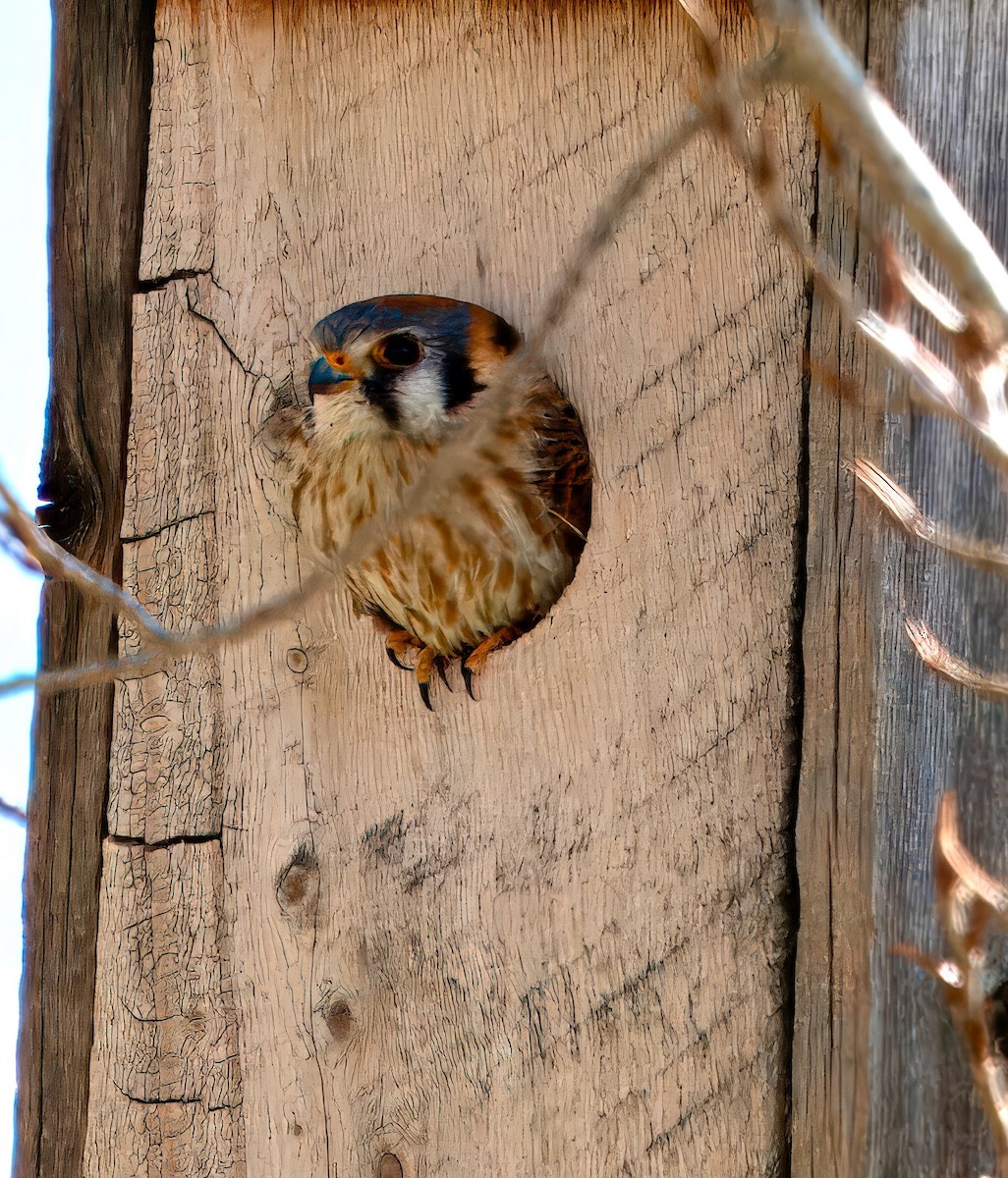 American Kestrel - Julie Schneider