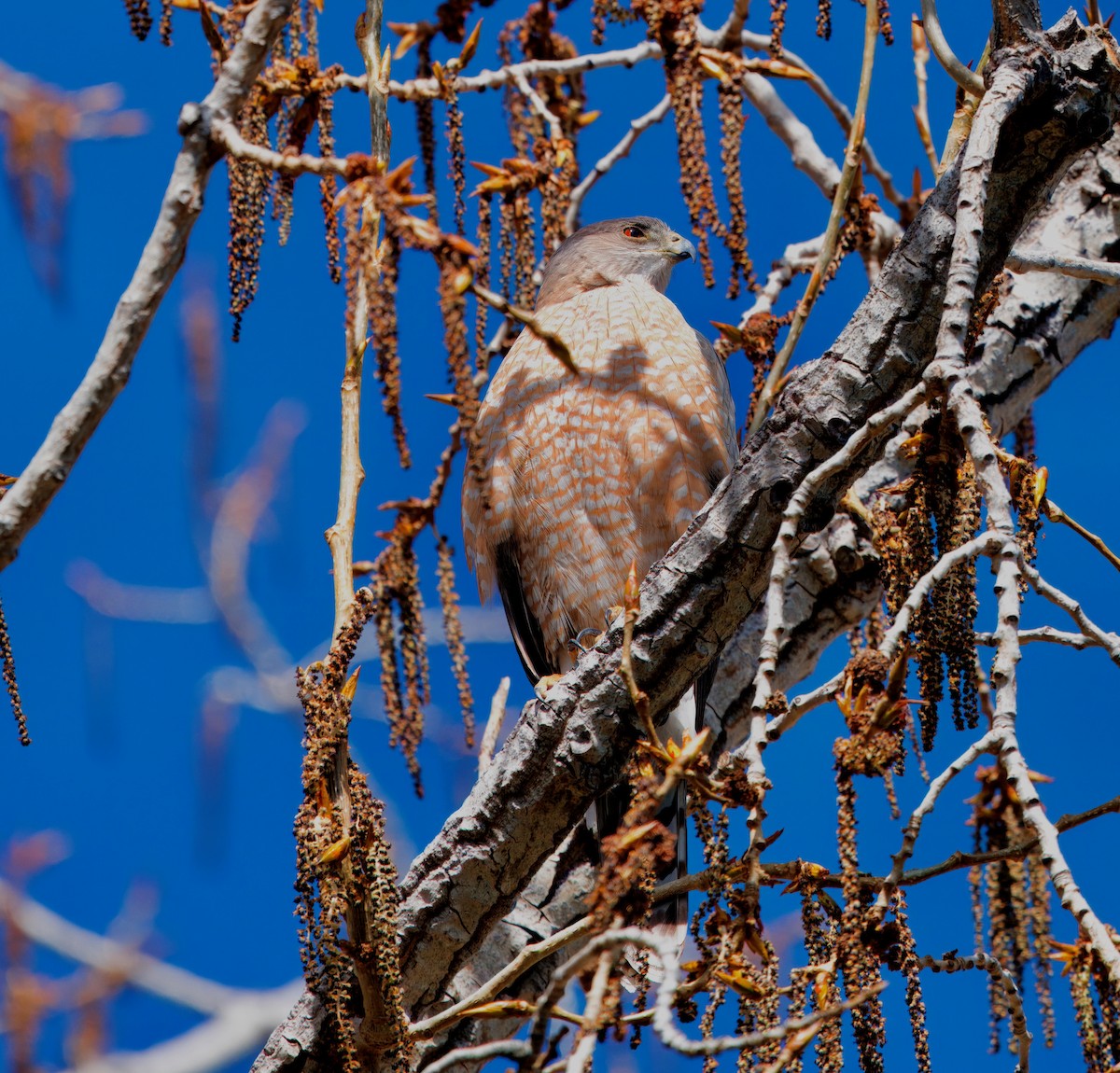 Cooper's Hawk - ML616913998