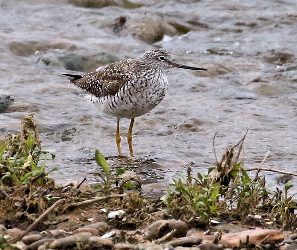 Greater Yellowlegs - ML616914023