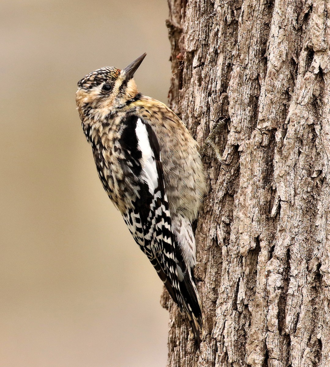 Yellow-bellied Sapsucker - ML616914095