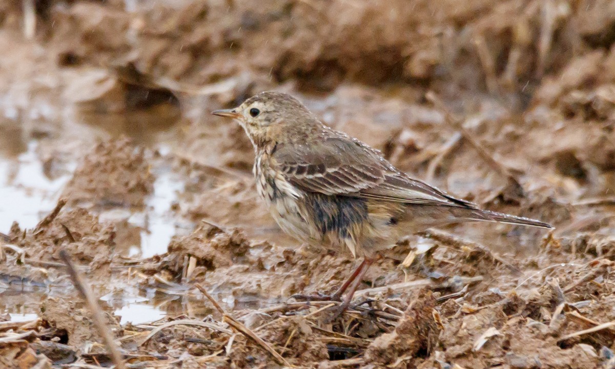 American Pipit - ML616914122