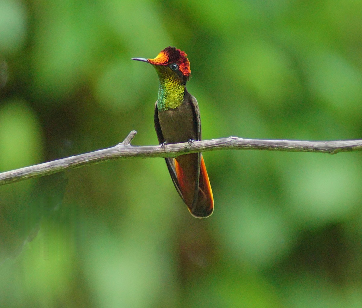 kolibřík červenohlavý - ML616914172