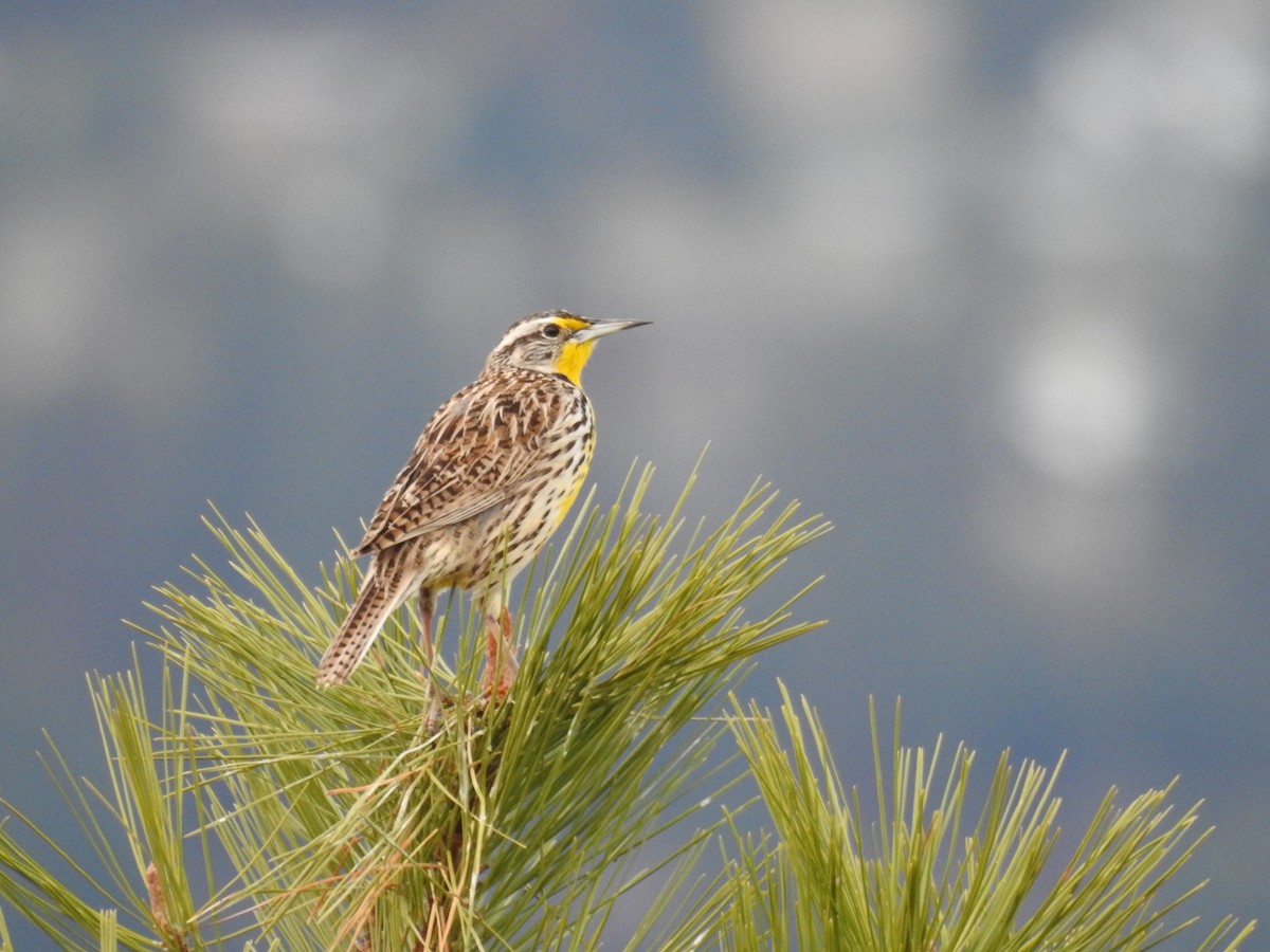 Western Meadowlark - ML616914213