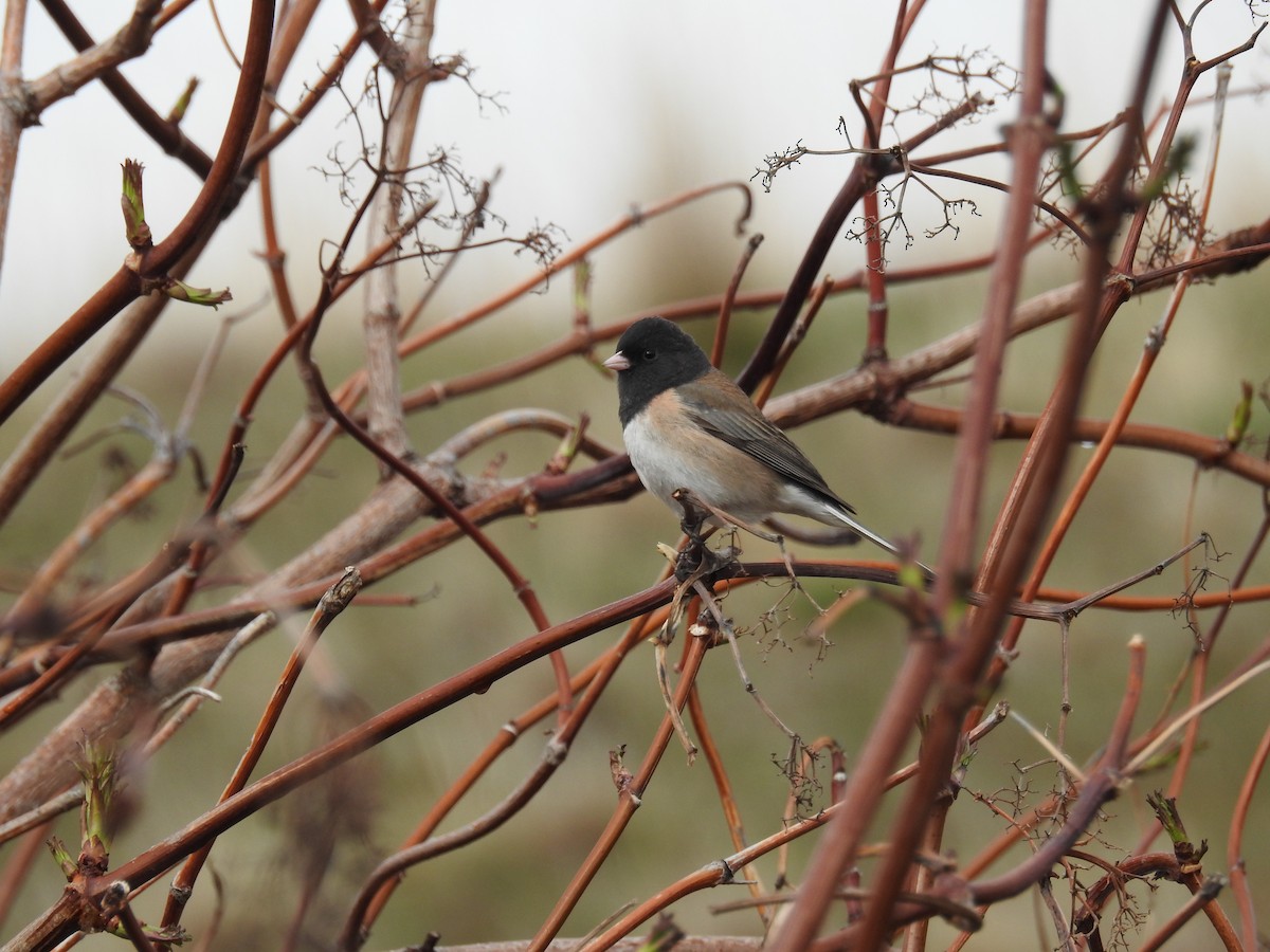 Dark-eyed Junco - ML616914216