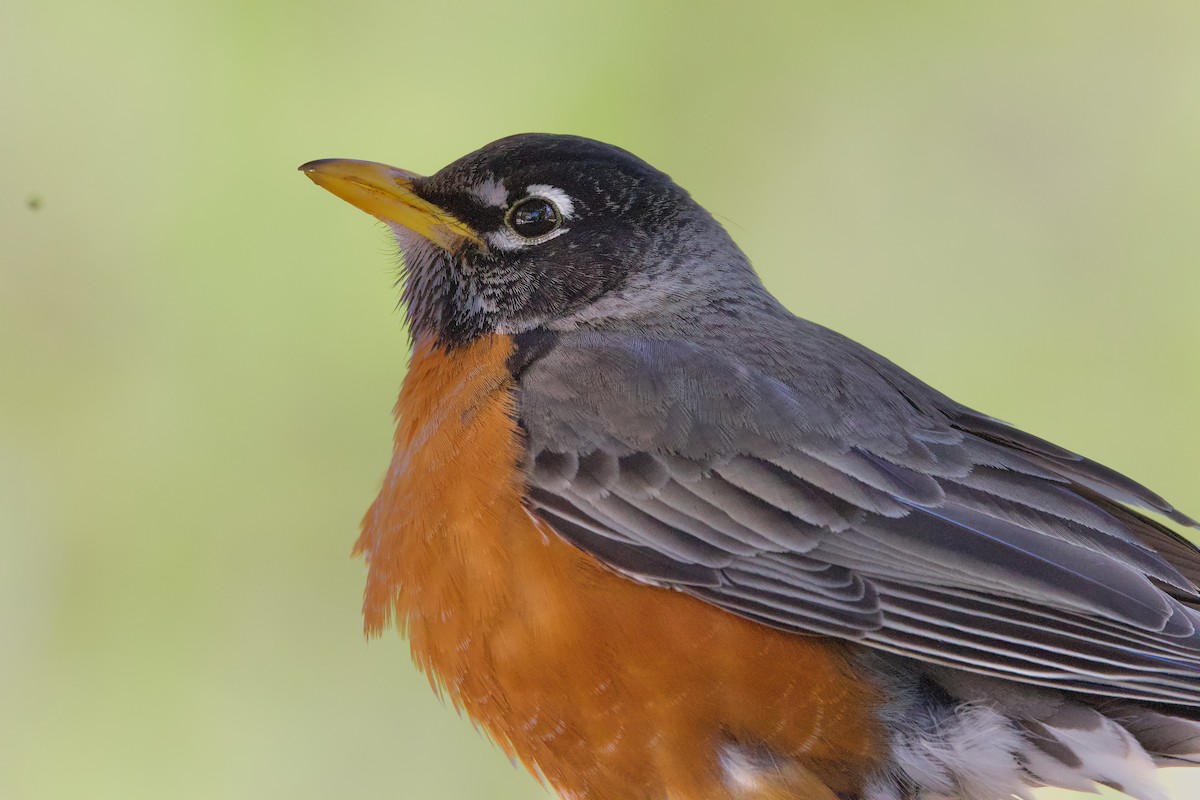 American Robin - ML616914220