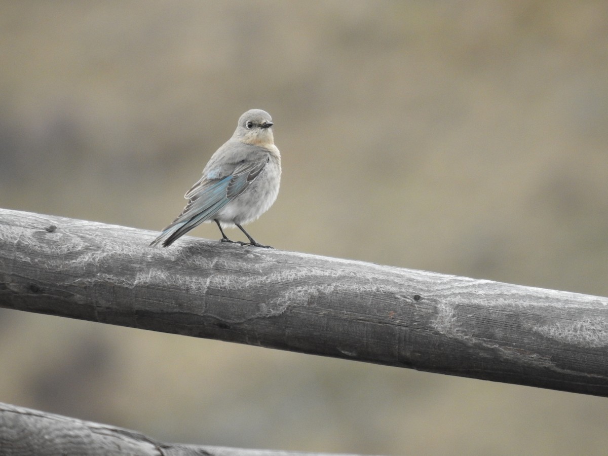 Mountain Bluebird - ML616914224