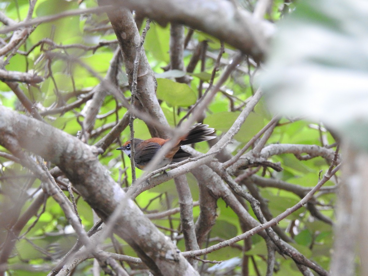 Australian Rufous Fantail - Darren Cosgrove