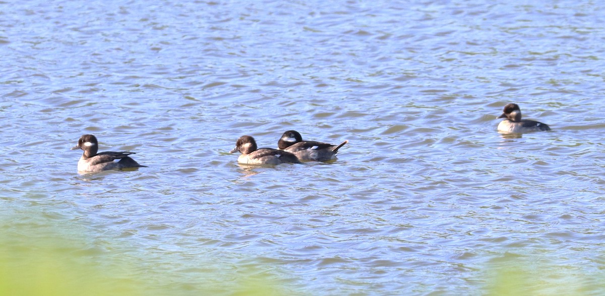 Bufflehead - Wayne Patterson