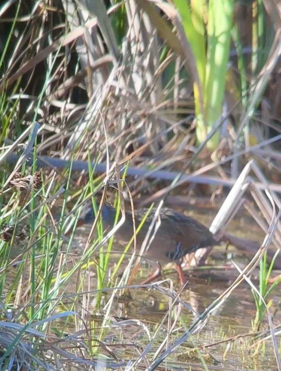 Virginia Rail - ML616914270