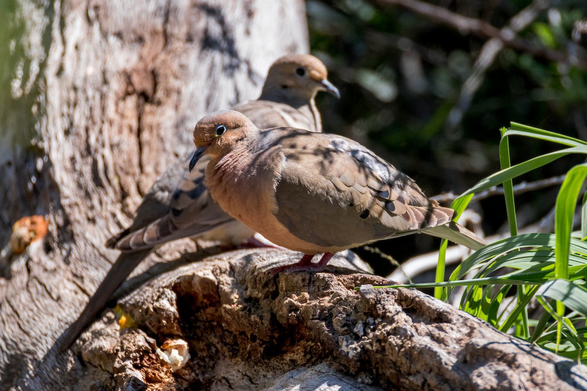 Mourning Dove - ML616914334