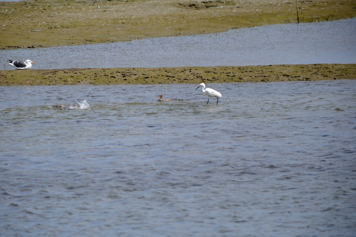 Snowy Egret - ML616914349