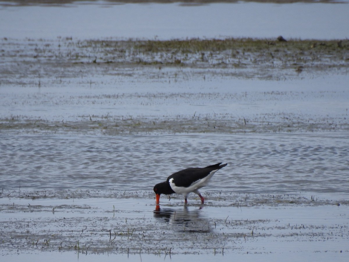 Pied Oystercatcher - Darren Cosgrove