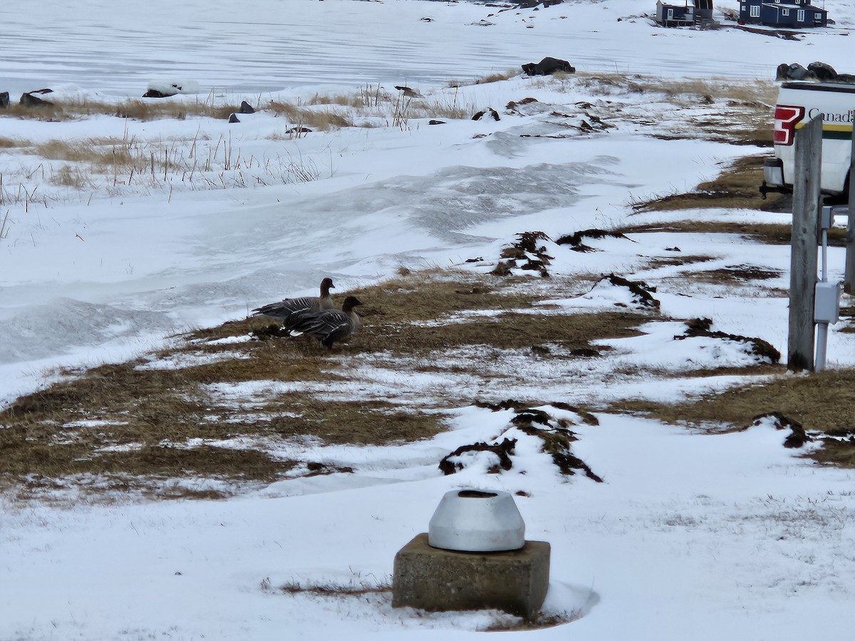 Pink-footed Goose - ML616914492