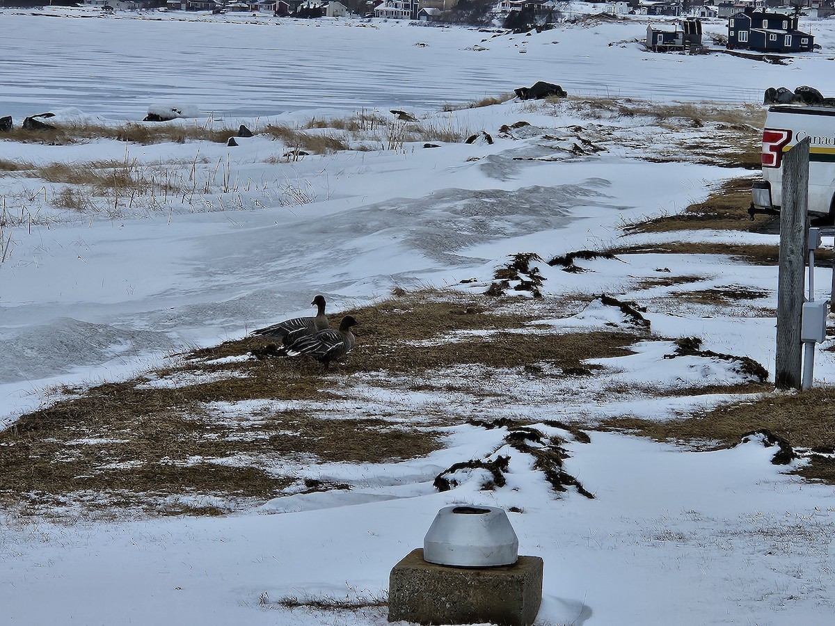 Pink-footed Goose - ML616914493