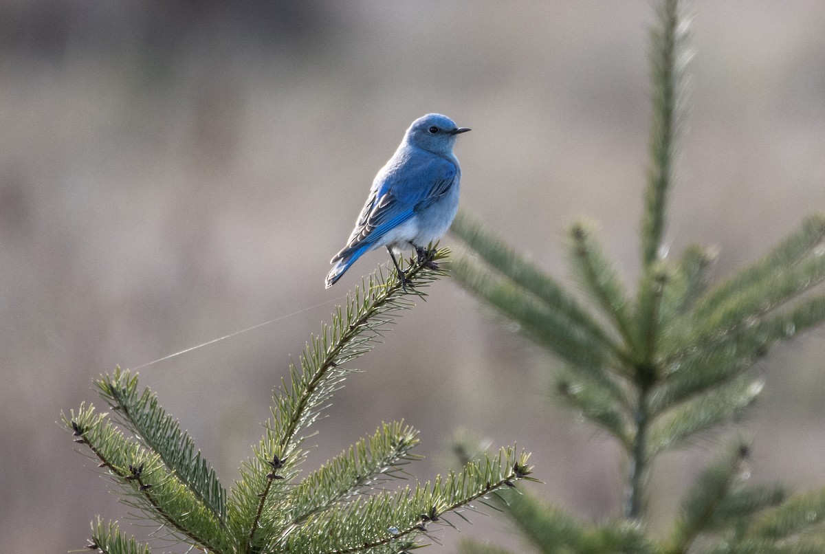 Mountain Bluebird - ML616914536