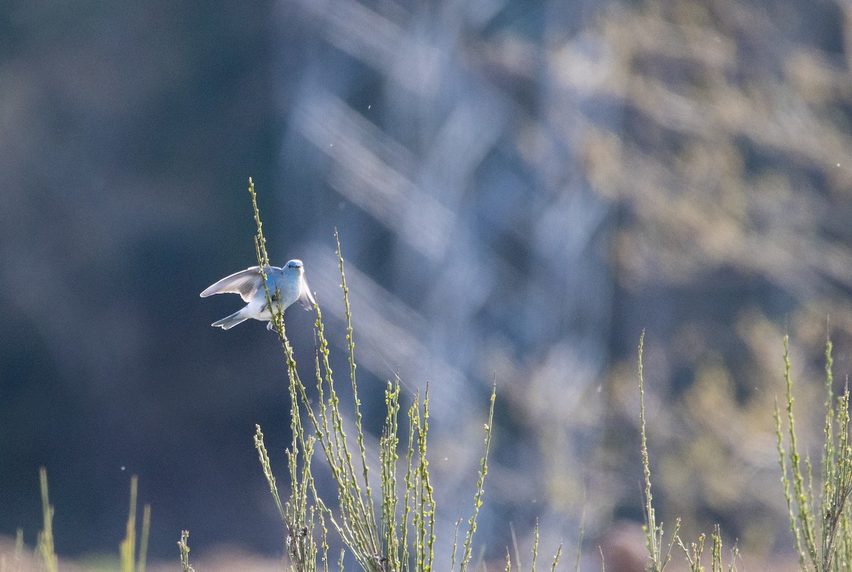 Mountain Bluebird - ML616914538