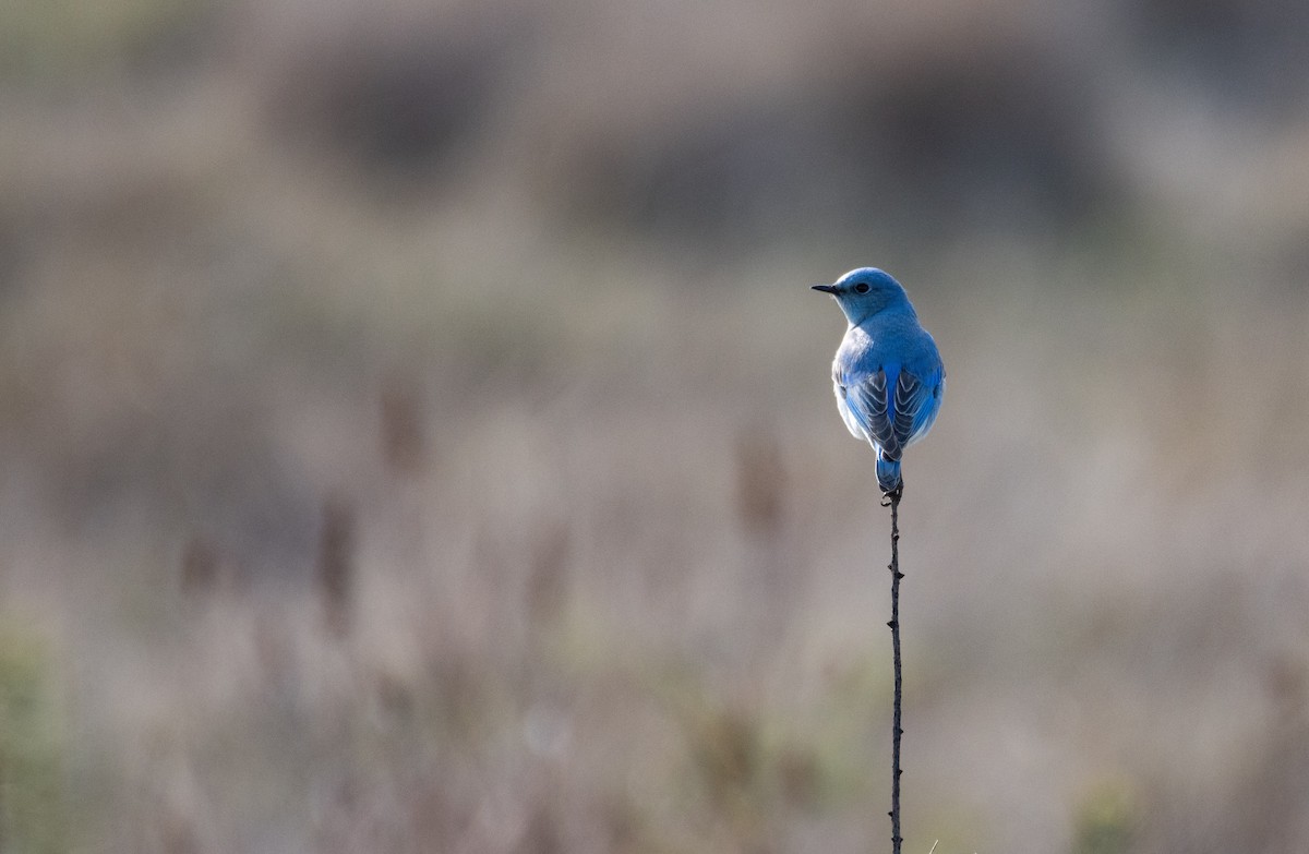 Mountain Bluebird - ML616914539