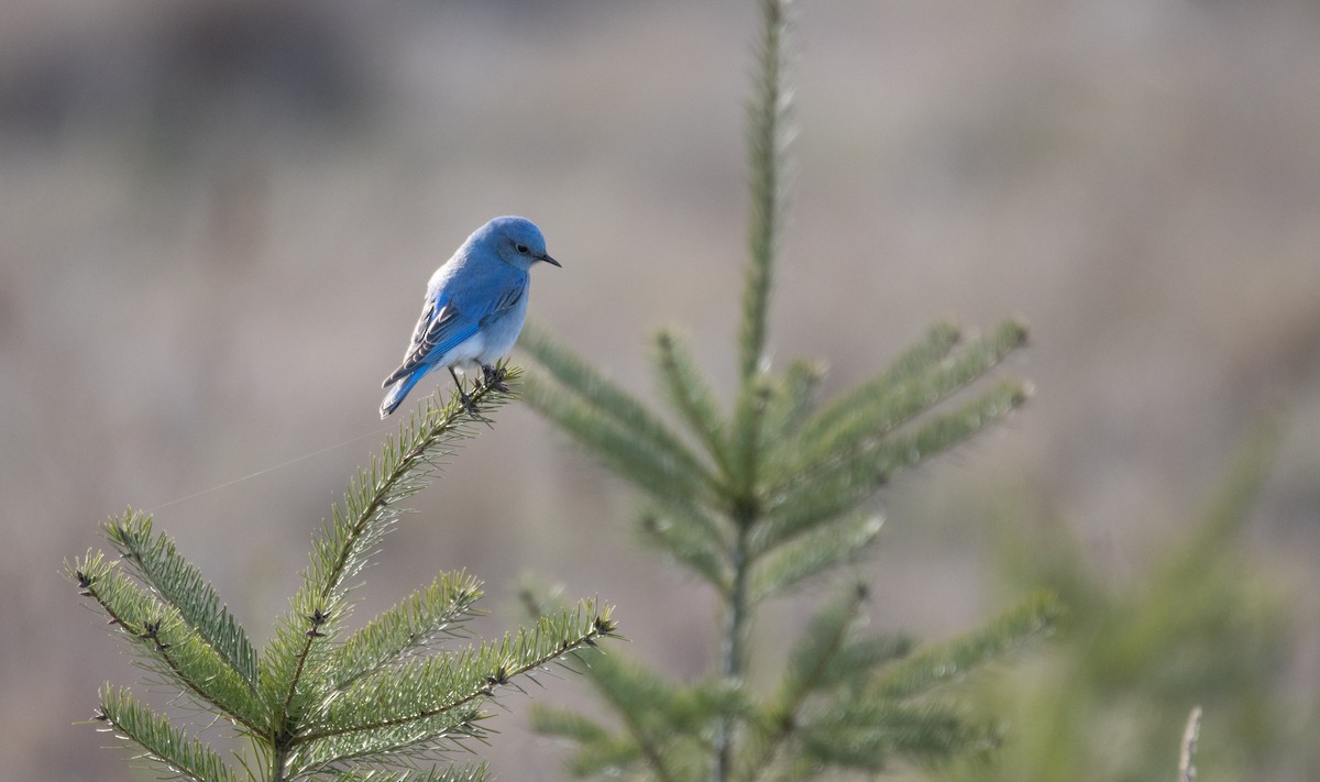 Mountain Bluebird - ML616914540