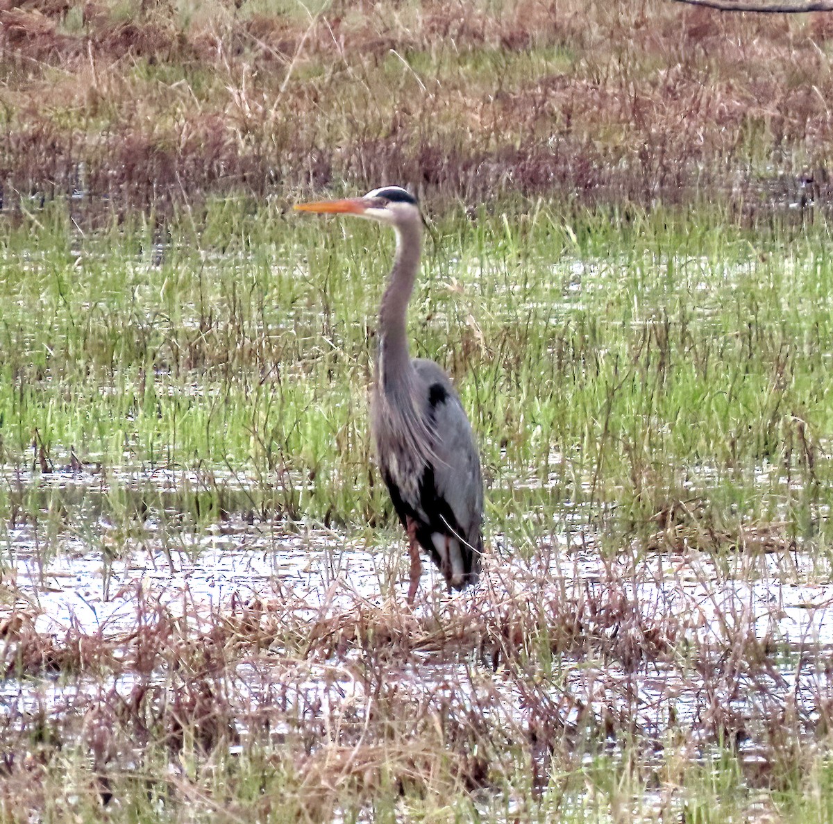 Great Blue Heron - ML616914585