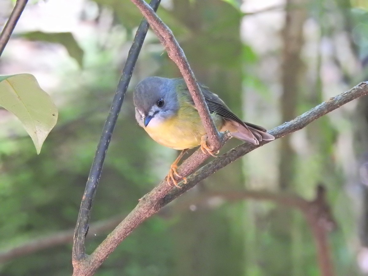 Pale-yellow Robin - ML616914589