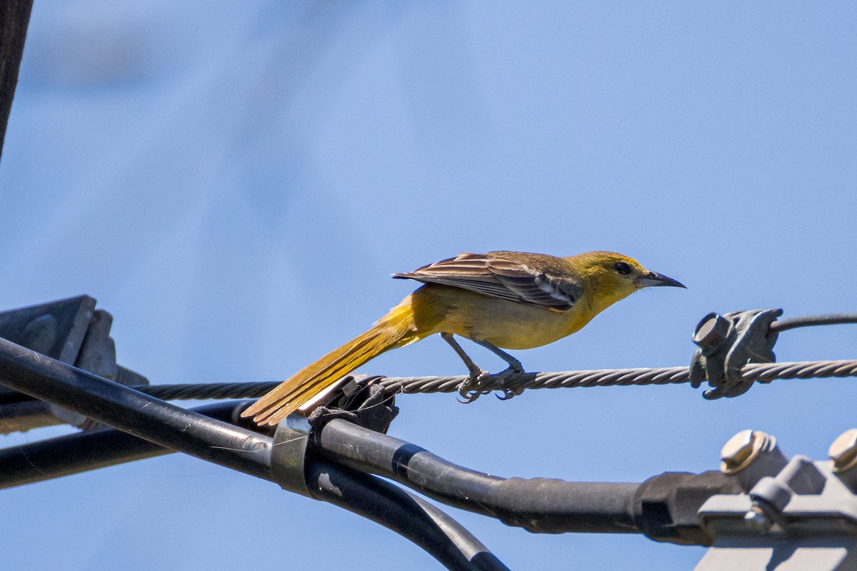 Hooded Oriole (cucullatus/sennetti) - ML616914632