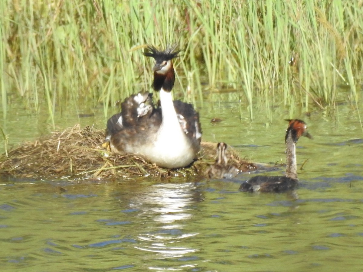 Great Crested Grebe - ML616914644