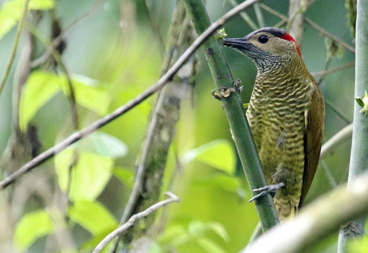 Golden-olive Woodpecker - ML616914653