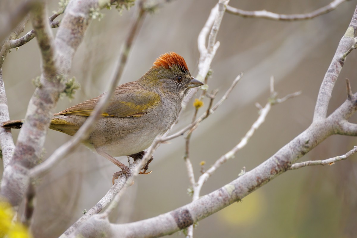 Green-tailed Towhee - ML616914661