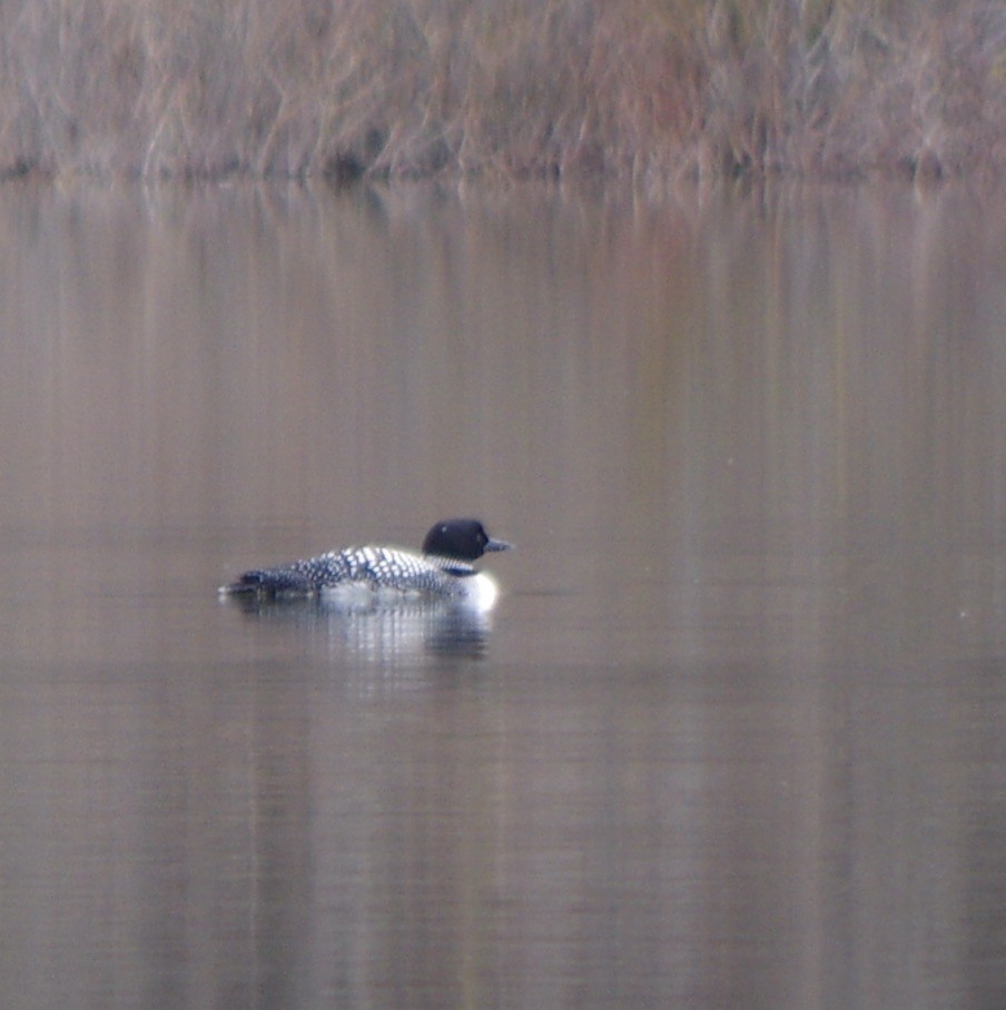 Plongeon huard - ML616914693