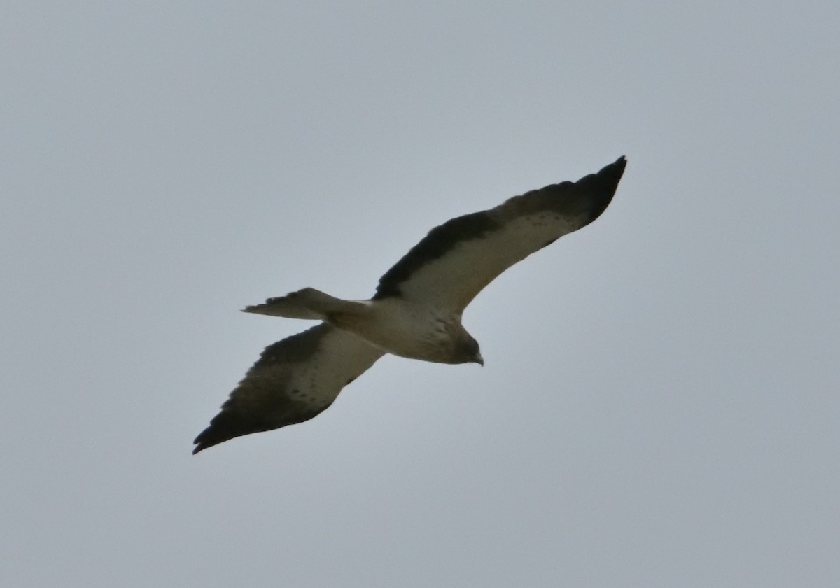 Booted Eagle - ML616914724