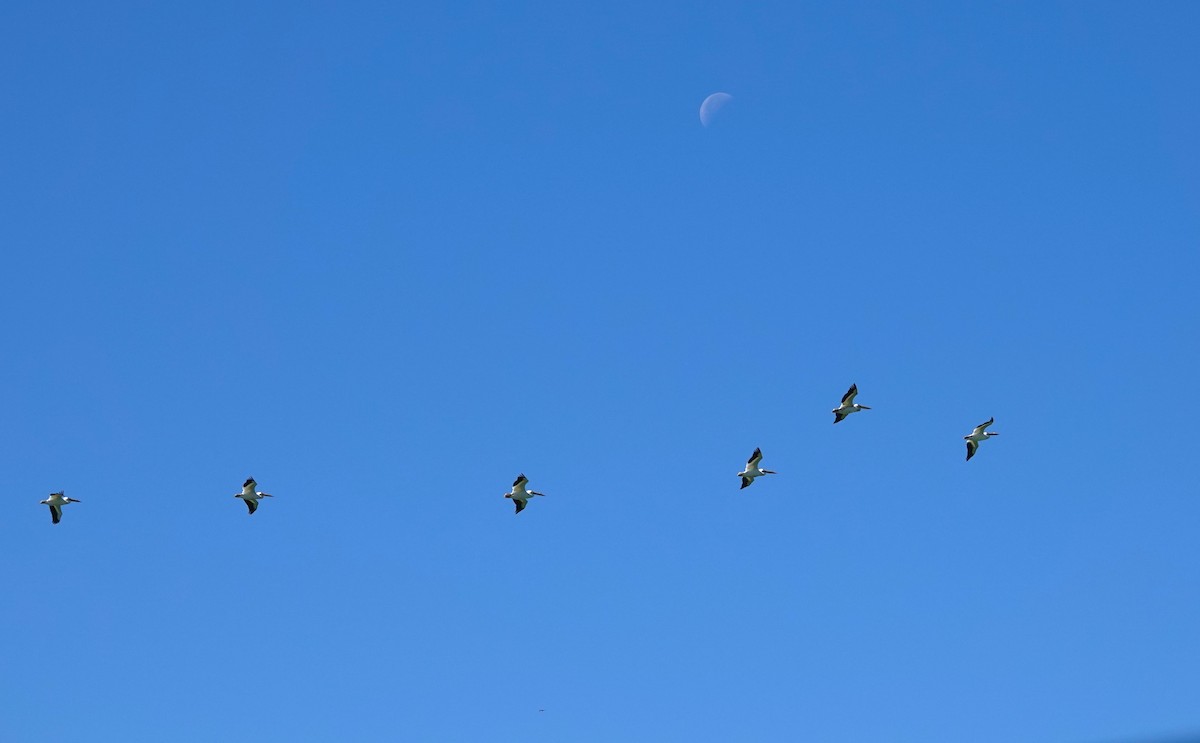 American White Pelican - ML616914744