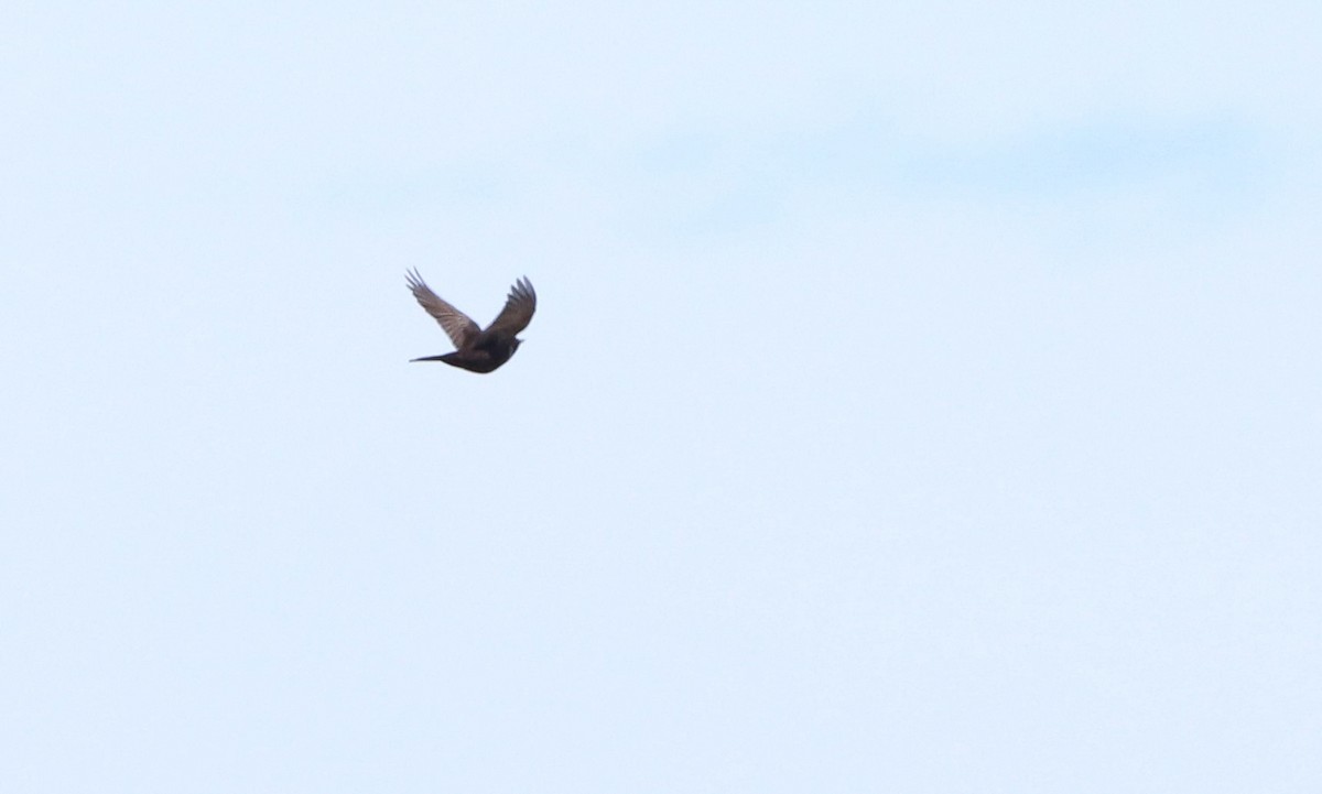 Ring Ouzel (Northern) - ML616914749