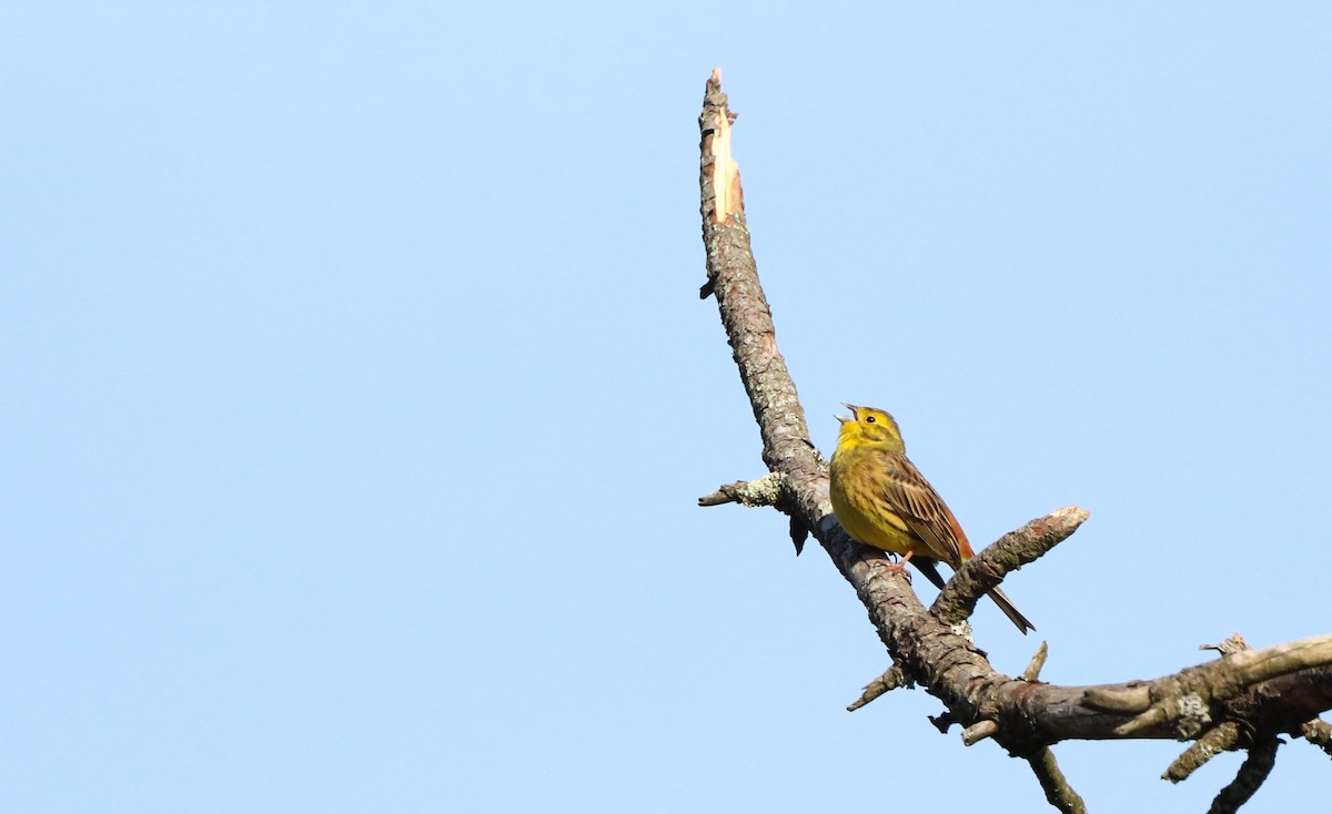 Yellowhammer - David Santamaría Urbano