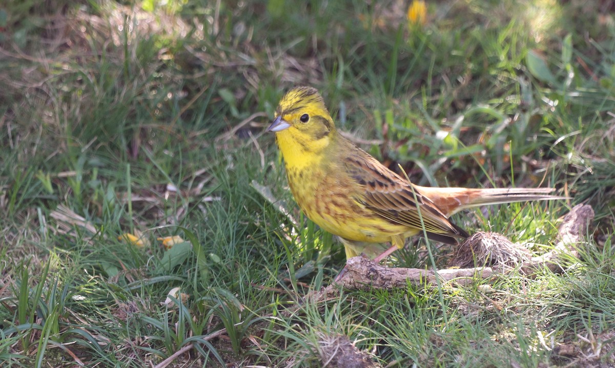 Yellowhammer - ML616914786