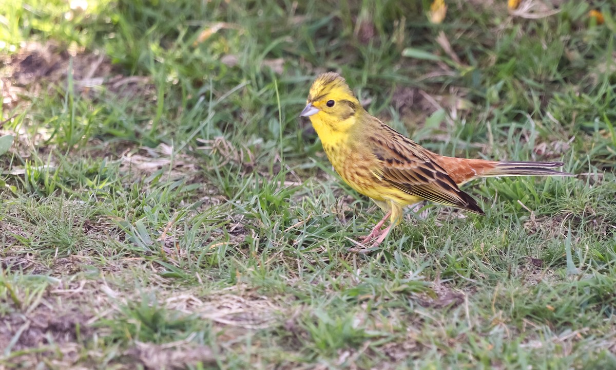 Yellowhammer - ML616914792