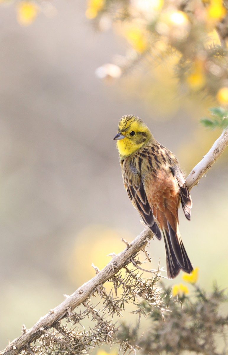 Yellowhammer - ML616914793